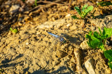 Yusufçuk ve bulanık mavi bokeh arka plan. Mavi yusufçuğun güzel yakın plan ayrıntıları.