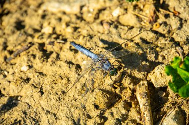 Yusufçuk ve bulanık mavi bokeh arka plan. Mavi yusufçuğun güzel yakın plan ayrıntıları.
