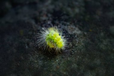 Yumuşak bir tırtıl yaprağın üzerinde oturur. Makro