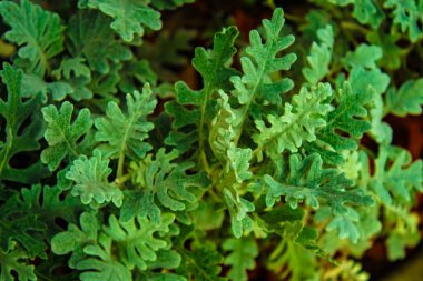arkaplan dokusu için yeşil çalı yaprakları