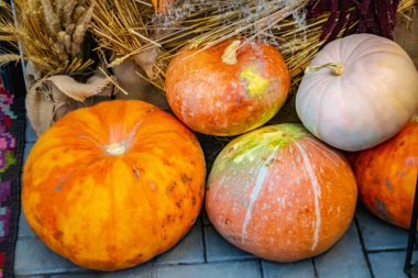 Şükran Günü ve Sonbahar dekorasyon konsepti. Sonbahar yaprakları ve balkabağından yapılmış. Çeşitli kabak çeşitleri 