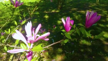 pembe Manolya çiçek ağaç üzerinde