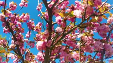 Bir dalda pembe Sakura çiçeklerinin yakın plan çekimi.