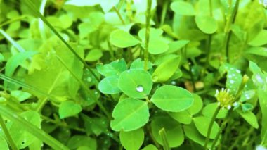 Parkta beyaz yonca çimleri, alçak açı, yaz mevsimi doğal arka plan. Beyaz çiçekli bir yonca parçası görüldü