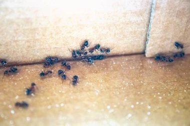 Düşen şekerin ortasında mutfak masasında bir sürü karınca, tatlı karınca, kirli ev, gerekli tespit hizmeti, dakik odaklanma