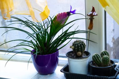 Pencere kenarındaki saksılarda farklı güzel çiçekler.