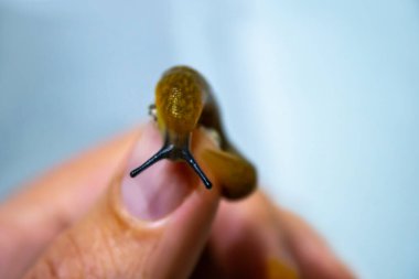 Kapalı büyük bahçe sümüklüböceği