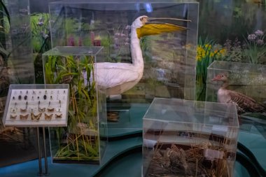 Detailed view of a stuffed birds with beautiful colors
