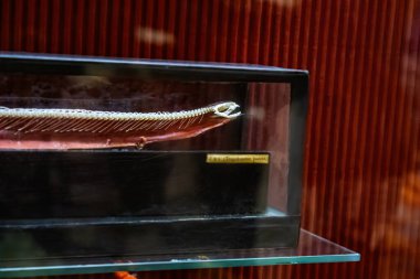 Hayvanlar dünyasından müzeye yerleştirilen sergiler