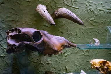 Doğa Tarihi Müzesi 'ndeki dinozor iskeleti. 