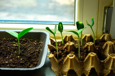 Pencere kenarına fidanlar ekin.