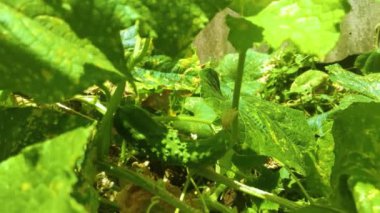 Genç yeşil salatalık sebzeleri yeşil evdeki salatalık bitkilerinin lianalarında asılı.