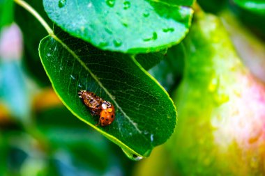 Yeşil yaprak üzerindeki uğur böceği odaklanmış arkaplan
