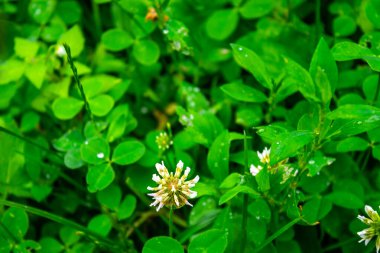 Doymuş yeşil yonca çimleri (trefolil üst görünüm). Çiçek tarhında yeşil yaprakların desenini içeren doğal çiçek dokusu.. 