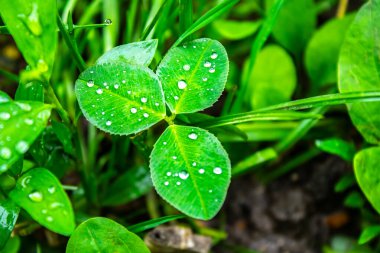 Doymuş yeşil yonca çimleri (trefolil üst görünüm). Çiçek tarhında yeşil yaprakların desenini içeren doğal çiçek dokusu.. 