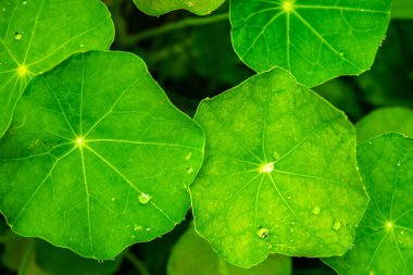 Yeşil yaprakların gövdelerinde çiy damlaları var, güneş ışığı yaprakların arkasında parıldıyor. Güzel yeşil bir yaprağın çevresindeki çiy damlaları..