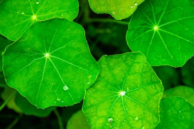 Yeşil yaprakların gövdelerinde çiy damlaları var, güneş ışığı yaprakların arkasında parıldıyor. Güzel yeşil bir yaprağın çevresindeki çiy damlaları..