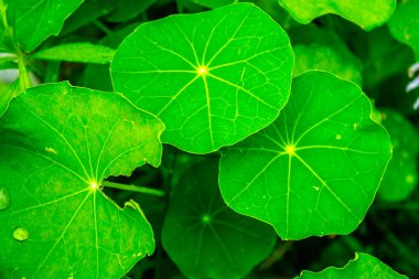 Yeşil yaprakların gövdelerinde çiy damlaları var, güneş ışığı yaprakların arkasında parıldıyor. Güzel yeşil bir yaprağın çevresindeki çiy damlaları..