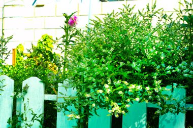 Beyaz bahçe çitleri, evin etrafında güzel ahşap çitler. Yeşil çimenli ahşap çitler. beyaz bahçe çiti