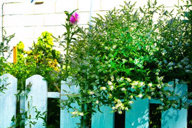 Beyaz bahçe çitleri, evin etrafında güzel ahşap çitler. Yeşil çimenli ahşap çitler. beyaz bahçe çiti