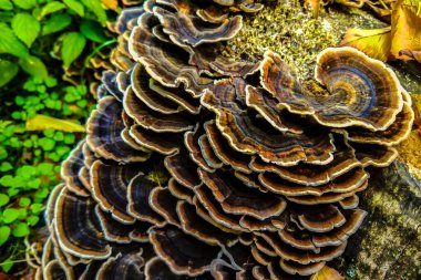 Bir kütüğü örten Türkiye kuyruklu mantarlarının yakın çekimi. Ormandaki bir ağaç gövdesinde yetişen kahverengi raf mantarı.