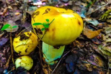Ormanda yeşil yosunlarla kaplı eski bir ağaç gövdesinden büyüyen küçük beyaz mantar kümesi.