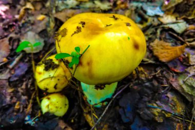 Ormanda yeşil yosunlarla kaplı eski bir ağaç gövdesinden büyüyen küçük beyaz mantar kümesi.