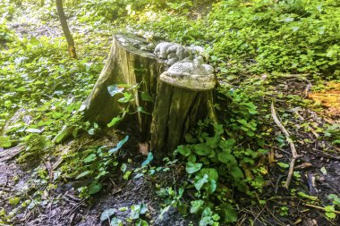 Ağaç kütüğünde yetişen mantarlar. Kütük yosunla kaplı. Güzel kütüğün üzerinde büyüyen mantarlar var.