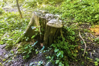 Ağaç kütüğünde yetişen mantarlar. Kütük yosunla kaplı. Güzel kütüğün üzerinde büyüyen mantarlar var.