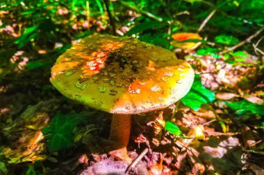 Amanita muscaria, ormanda agarik uç.