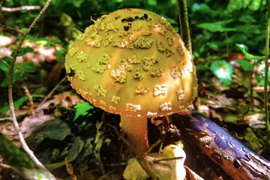 Amanita muscaria, ormanda agarik uç.
