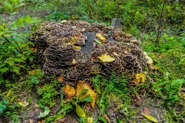 Bir kütüğü örten Türkiye kuyruklu mantarlarının yakın çekimi. Ormandaki bir ağaç gövdesinde yetişen kahverengi raf mantarı.