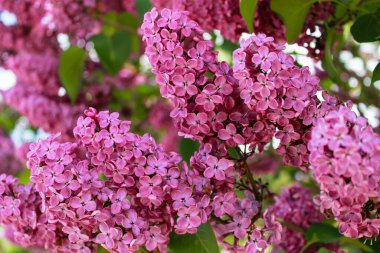 Yeşil yapraklı mor çiçeklerden bir çalı.