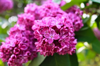 Bir demet mor çiçek, leylak.