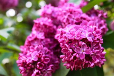 Bahçede bir demet mor çiçek, leylak