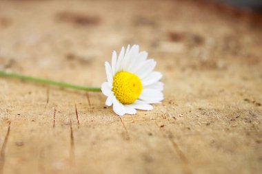 Tahta bir yüzeyde tek bir beyaz çiçek