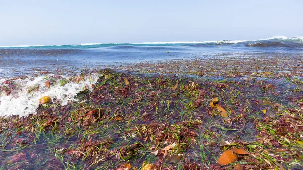 Strand Wasser Küstenlinie Bedeckt Mit Meeresgras Pflanzen Entfernt Riffe Von — Stockfoto