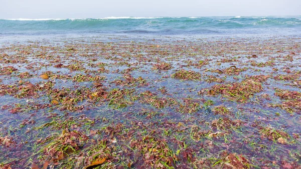 Sahil Sahil Hattı Deniz Yosunu Bitkileriyle Kaplı Resifleri Okyanus Dalgalarından — Stok fotoğraf