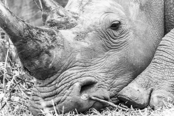 Rhino Volně Žijící Zvířata Detailní Hlava Uši Roh Černobílé Foto — Stock fotografie