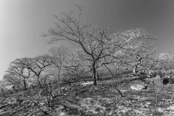 Ateş Orman Yamacını Yaktı Ağaçlar Çimlerle Zıt Düştü Kışın Gökyüzüne — Stok fotoğraf