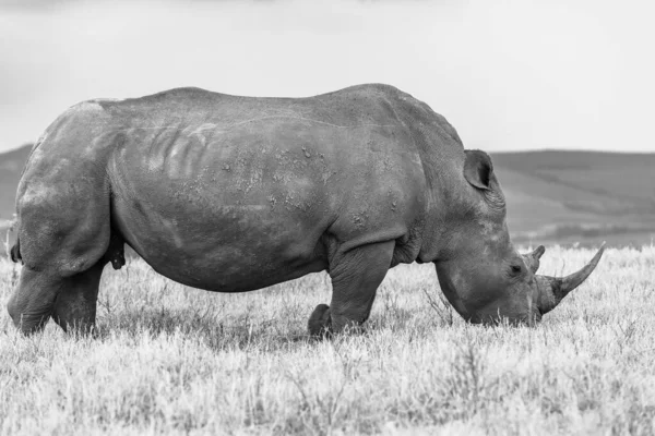 Rhino wildlife animal big five male bull closeup in black and white photo eating grass plateau in wilderness park reserve.