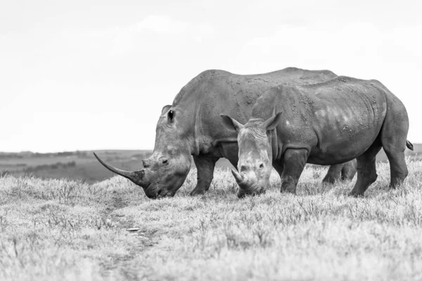 Rinoceronte Com Bezerro Cerca Ano Idade Animais Selvagens Grandes Cinco — Fotografia de Stock