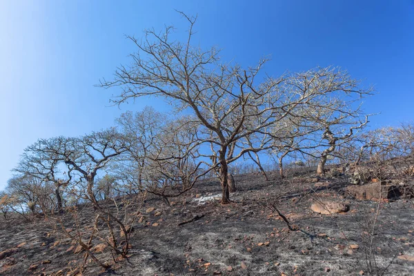 Fuego Quemado Ladera Del Desierto Con Árboles Contraste Con Hierba — Foto de Stock