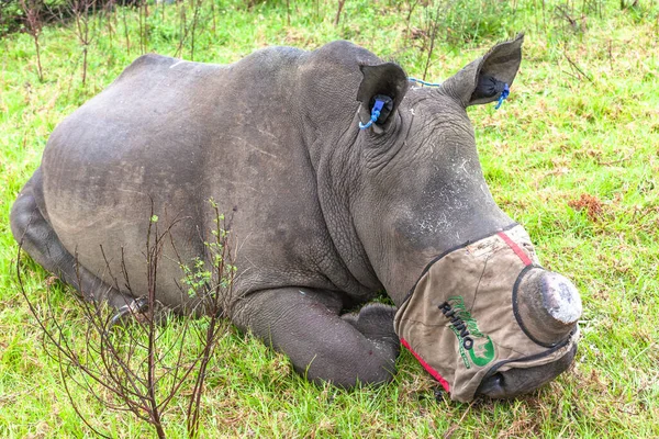Rhino Anaimal Darted Vet Team Fjerner Dyrehornet Redde Sitt Liv – stockfoto