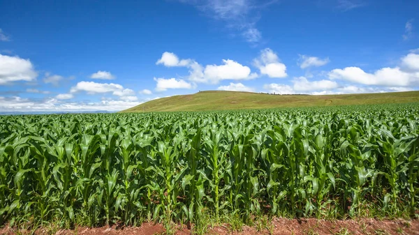 山と谷の田園地帯で栽培されている夏トウモロコシの食糧作物をトウモロコシ風光明媚な風景 ロイヤリティフリーのストック画像