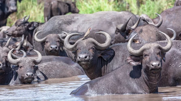 Buffalo Wildlife Animals Midday Waterhole Cooling Close Photo Powerful Mammals — Stock Photo, Image