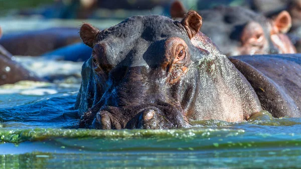 Hippo Male Bull Wildlife Animals Waterhole Cooling Close Photo Powerful — Stock Photo, Image