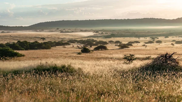 Vahşi Doğada Sabah Sisi Vadiye Safari Manzarası Yayılmış Uzun Otlar — Stok fotoğraf