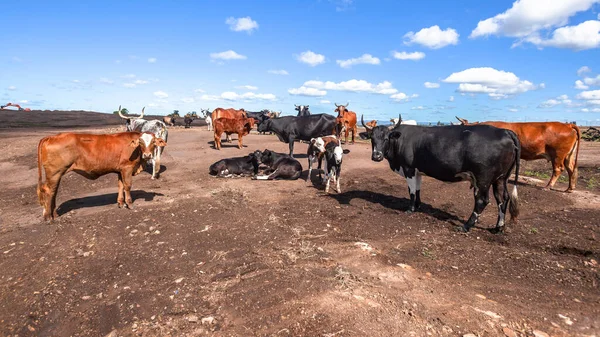 Фермерское Поле Раздето Догола Сельской Местности Устрашить Стадо Скота Животных — стоковое фото