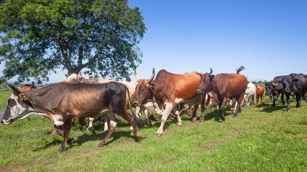 Ganadería Animales Granja Vacas Toros Han Sido Recogidos Por Carretera —  Fotos de Stock